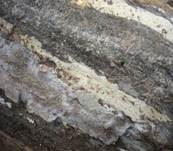 Flaumiger Rindenpilz, Foto 7