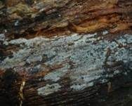 Flaumiger Rindenpilz, Foto 8
