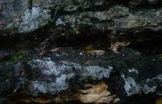 Flaumiger Rindenpilz, Foto 10