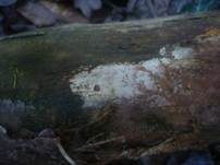 Flaumiger Rindenpilz, Foto 11