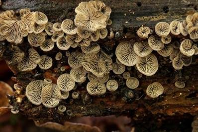 Flaumiger Zwergseitling, Foto 4