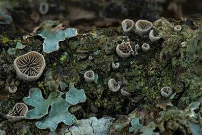 Flaumiger Zwergseitling, Foto 5