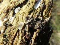 Flaumiger Zwergseitling, Foto 34