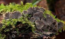 Flaumiger Zwergseitling, Foto 35
