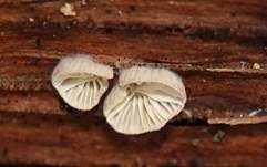 Flaumiger Zwergseitling, Foto 40