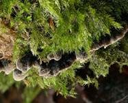 Flaumiger Zwergseitling, Foto 6