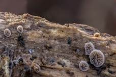 Flaumiger Zwergseitling, Foto 8