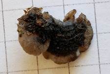 Flaumiger Zwergseitling, Foto 11