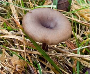Ausblassender Gabeltrichterling, Foto 3