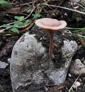 Ausblassender Gabeltrichterling, Foto 5