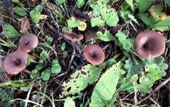 Ausblassender Gabeltrichterling, Foto 8