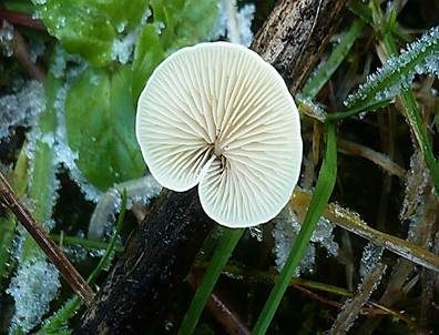 Flaumiges Krüppelfüßchen, Foto 2