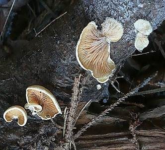 Flaumiges Krüppelfüßchen, Foto 3