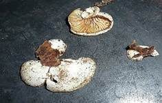 Flaumiges Krüppelfüßchen, Foto 5
