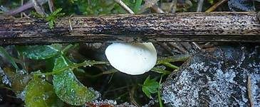 Flaumiges Krüppelfüßchen, Foto 6