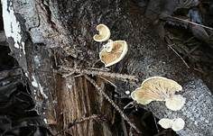 Flaumiges Krüppelfüßchen, Foto 7