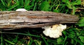 Flaumiges Krüppelfüßchen, Foto 8