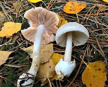 Flaumstieliger Scheidling, Foto 2