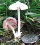 Flaumstieliger Scheidling, Foto 7