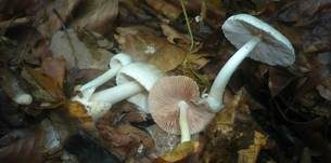Flaumstieliger Scheidling, Foto 10