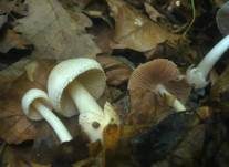 Flaumstieliger Scheidling, Foto 11