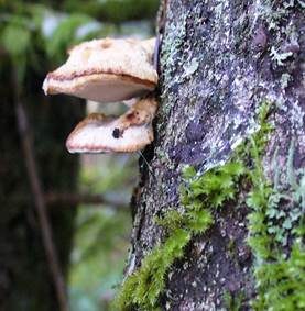 Fleckender Saftporling, Foto 2