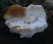 Fleckender Saftporling, Foto 14