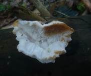 Fleckender Saftporling, Foto 15