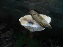 Fleckender Saftporling, Foto 16