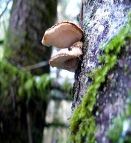 Fleckender Saftporling, Foto 5