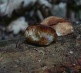 Fleckender Saftporling, Foto 8