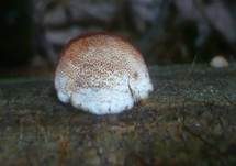 Fleckender Saftporling, Foto 9