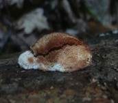 Fleckender Saftporling, Foto 10