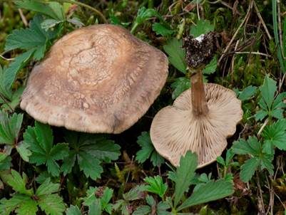 Fleckender Tellerling, Foto 2
