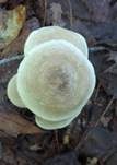 Fleckender Tellerling, Foto 12