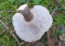 Fleckender Tellerling, Foto 14