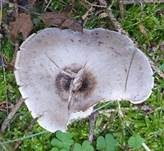 Fleckender Tellerling, Foto 15