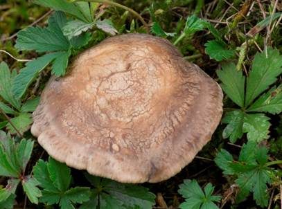 Fleckender Tellerling, Foto 5