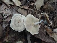 Fleckender Tellerling, Foto 6
