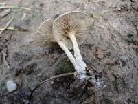 Fleckender Tellerling, Foto 7