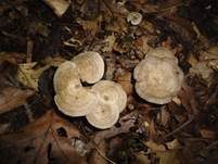 Fleckender Tellerling, Foto 8