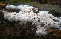 Fleckender Wachsporenschwamm, Foto 6