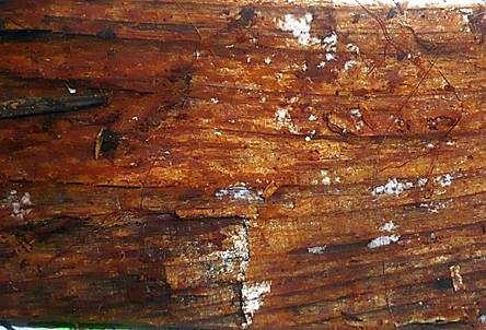 Fleckenpilz, Foto 2