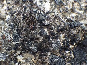 Fleck-Schwarznapfflechte, Foto 3
