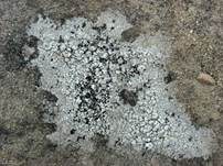 Fleck-Schwarznapfflechte, Foto 7