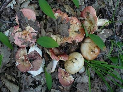 Flecktäubling, Foto 2