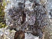 Fledermausflügel Flechte, Foto 11