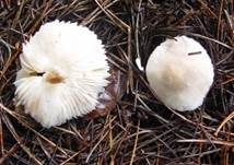 Fleischblättriger Egerlingsschirmling, Foto 12
