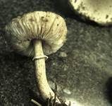 Fleischblättriger Egerlingsschirmling, Foto 14