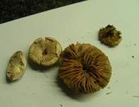 Fleischblättriger Egerlingsschirmling, Foto 16